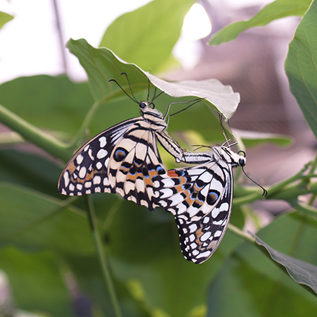 Бабочки – полный жизненный цикл - а вы знаете?