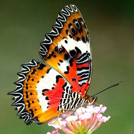 Живая бабочка Библис питается нектаром цветов