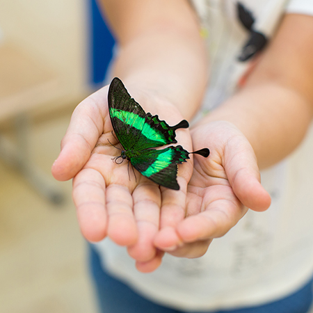 Дети учатся не бояться живых бабочек, любить и уважать природу.