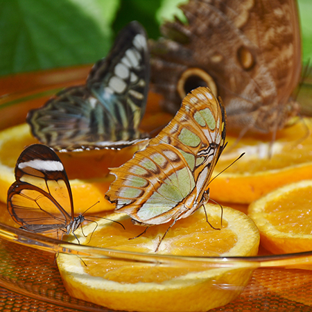 Питание живых бабочек  в природе соком перезревших фруктов.