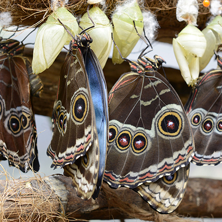 Самая первая ферма в Украине по выведению живых тропических бабочек из куколок.