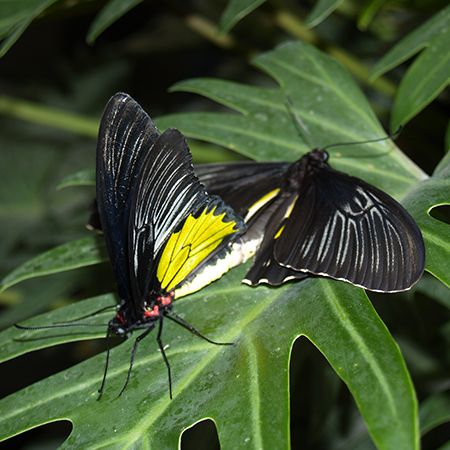 Спаривание тропических бабочек. оплодотворение самки.
