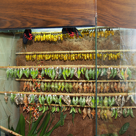 Куколки тропических бабочек для бизнеса по выращиванию живых бабочек.
