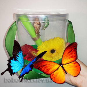 бабочкарий с живыми бабочками и цветком
