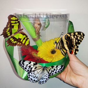 Набор куколок для подарка с живыми бабочками
