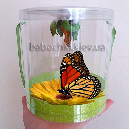 Бабочкарий - познавательный, развивающий подарок для Вашего ребенка