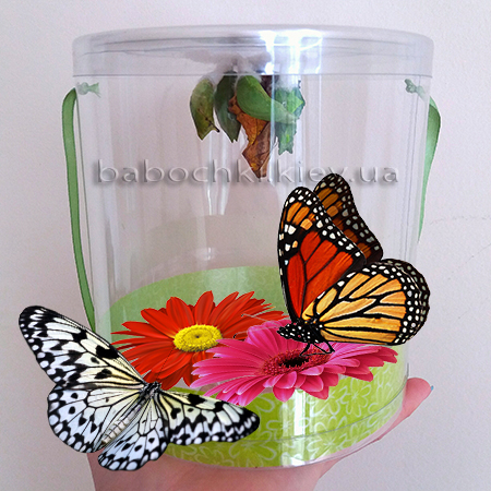Бабочкарий - набор куколок - ферма бабочек купить в Киеве.