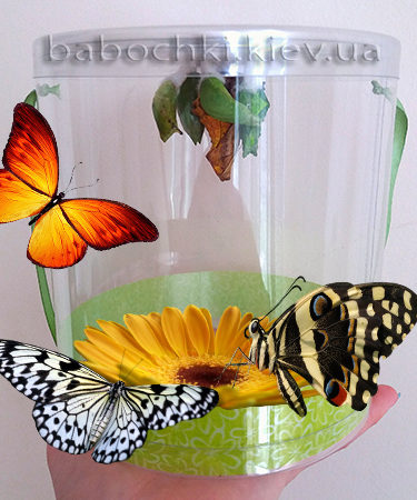 Ферма бабочек с доставкой по Украине.