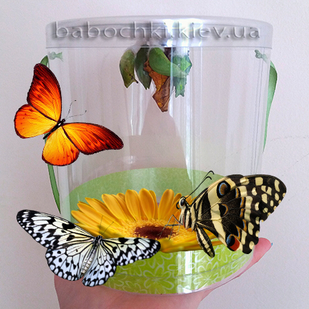 Живые бабочки с цветами купить клубника в коробке