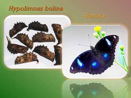 Куколка бабочки Болина