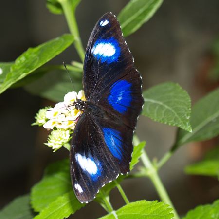 Живая бабочка Болина