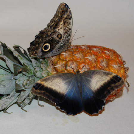 Крупная живая бабочка Калиго