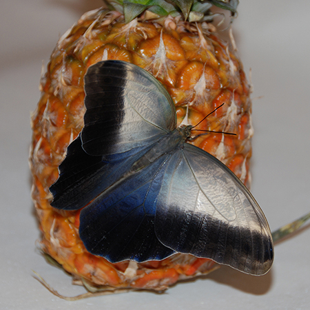Купить живую бабочку Калиго с доставкой по Украине