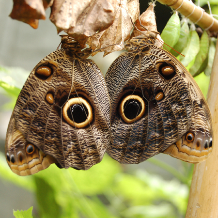 Бабочка совиный глаз