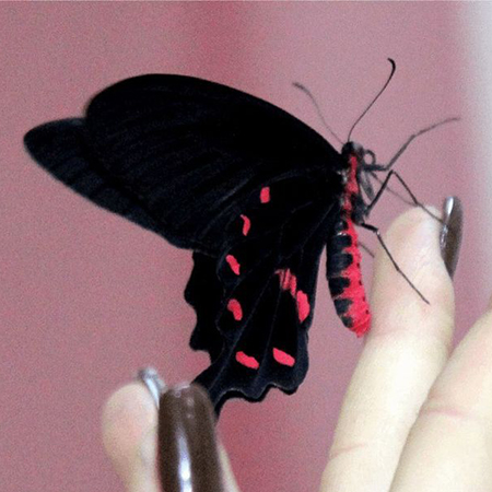 Живая бабочка Коцебуа