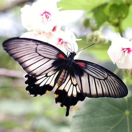 Живая бабочка Ласточкин хвост