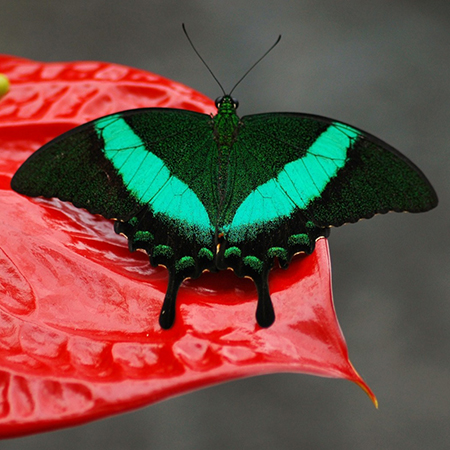 Живая бабочка Павлин