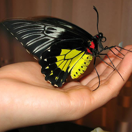 Живая бабочка Птицекрылка