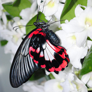 Доставить живую бабочку Румянцева
