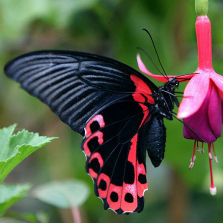 Очень красивая живая бабочка красного цвета