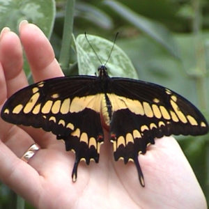 Крупная живая бабочка Тоас