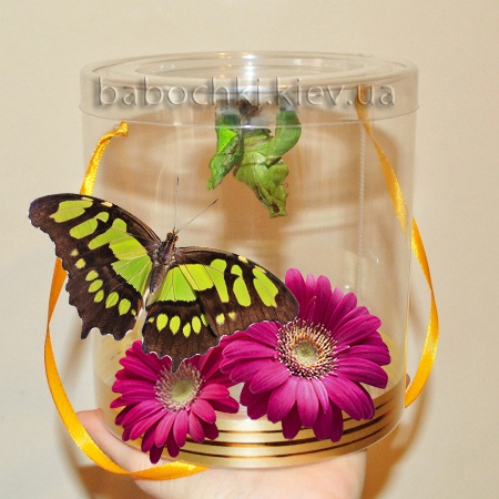 Бабочкарий - необычный подарок сюрприз с живыми бабочками