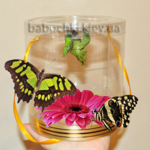 Экзотический подарок - набор куколок в прозрачном тубусе с живыми бабочками.