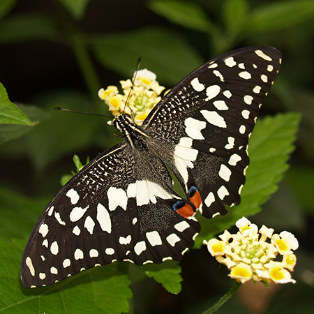 Живая бабочка Демолеус для салюта