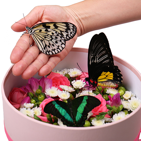 Живые бабочки с цветами в круглой коробке