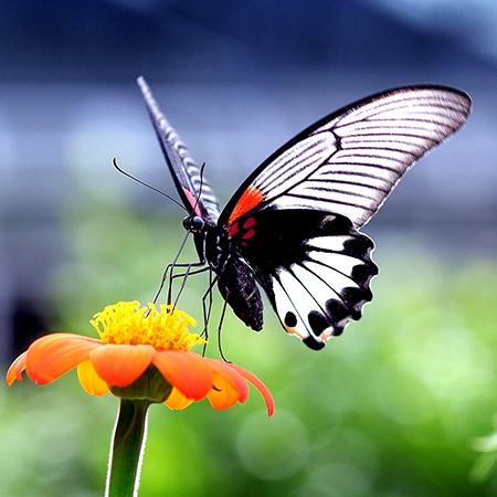 Крупная живая бабочка Ласточкин хвост