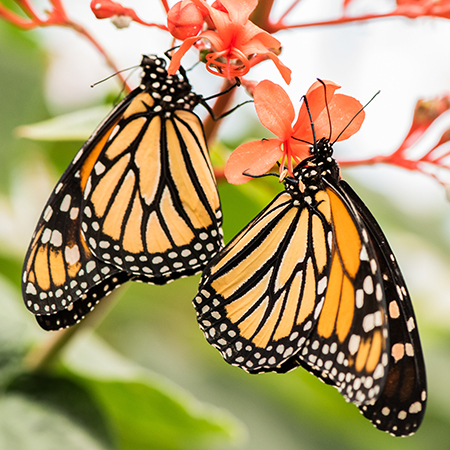 Живая бабочка Монарх