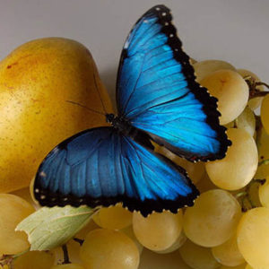 Голубые крылья бабочки морфо