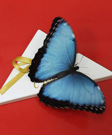 Очень красивая живая бабочка Морфо