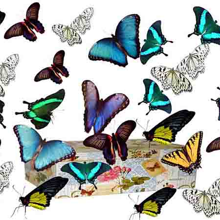 Салют из 15 живых бабочек