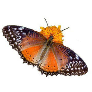 Живые бабочки среднего размера