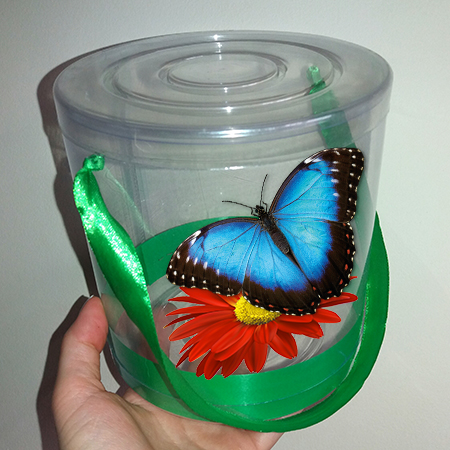 Живая бабочка Морфо в прозрачной коробочке с живым цветком